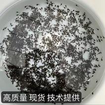 漳州东山牛蛙苗，自己培育非中介