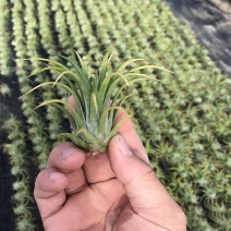 空气凤梨无土植物懒人植物室内净化空气吸甲醛桌面摆件盆景