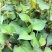 鱼腥草
