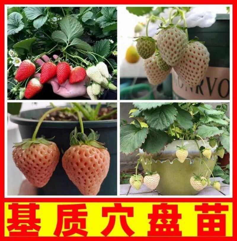 【优质】山东草莓穴盘苗品质保证价格实惠欢迎老板们联系