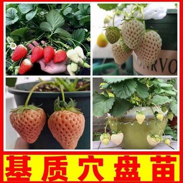 【优质】山东草莓穴盘苗品质保证价格实惠欢迎老板们联系