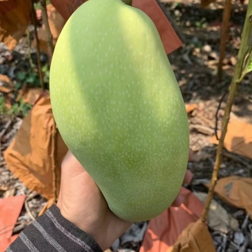 海南三亚金煌芒团购物流发货一件代发量大从优