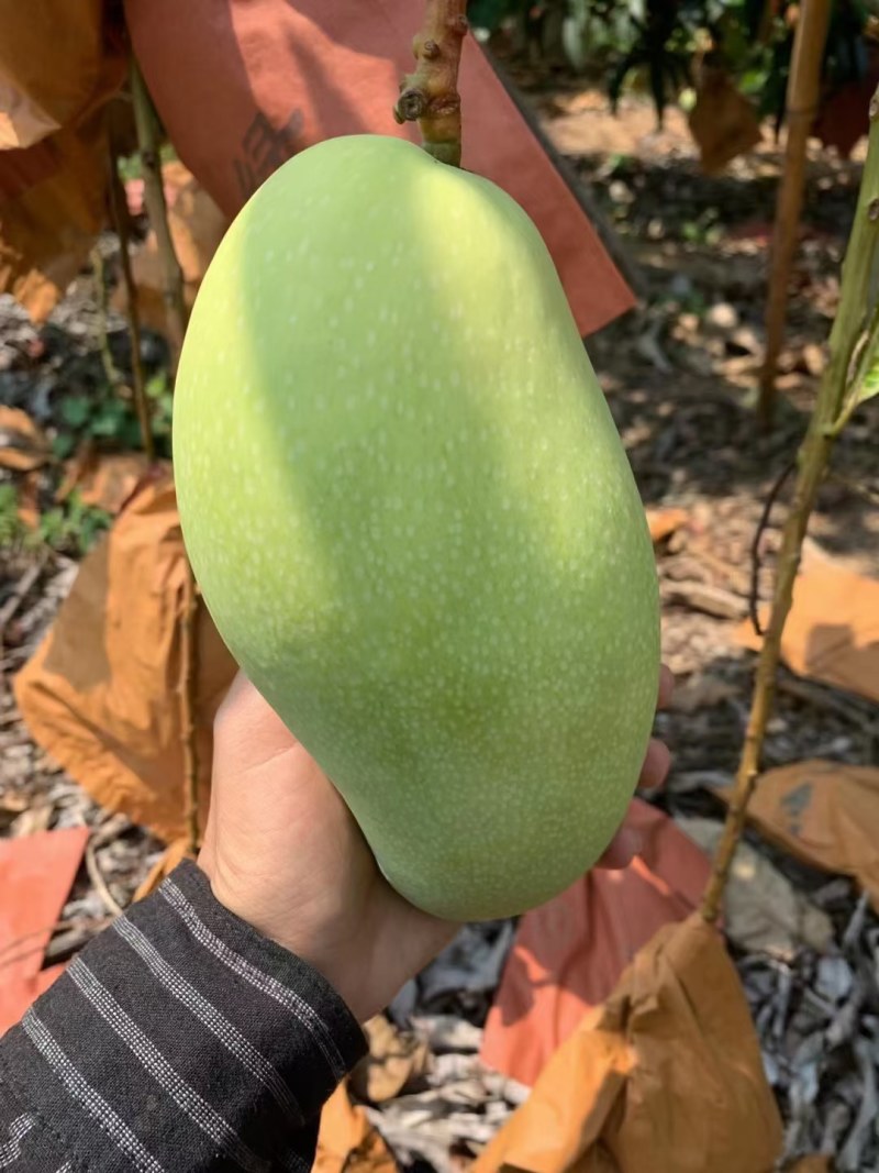 海南三亚金煌芒团购物流发货一件代发量大从优