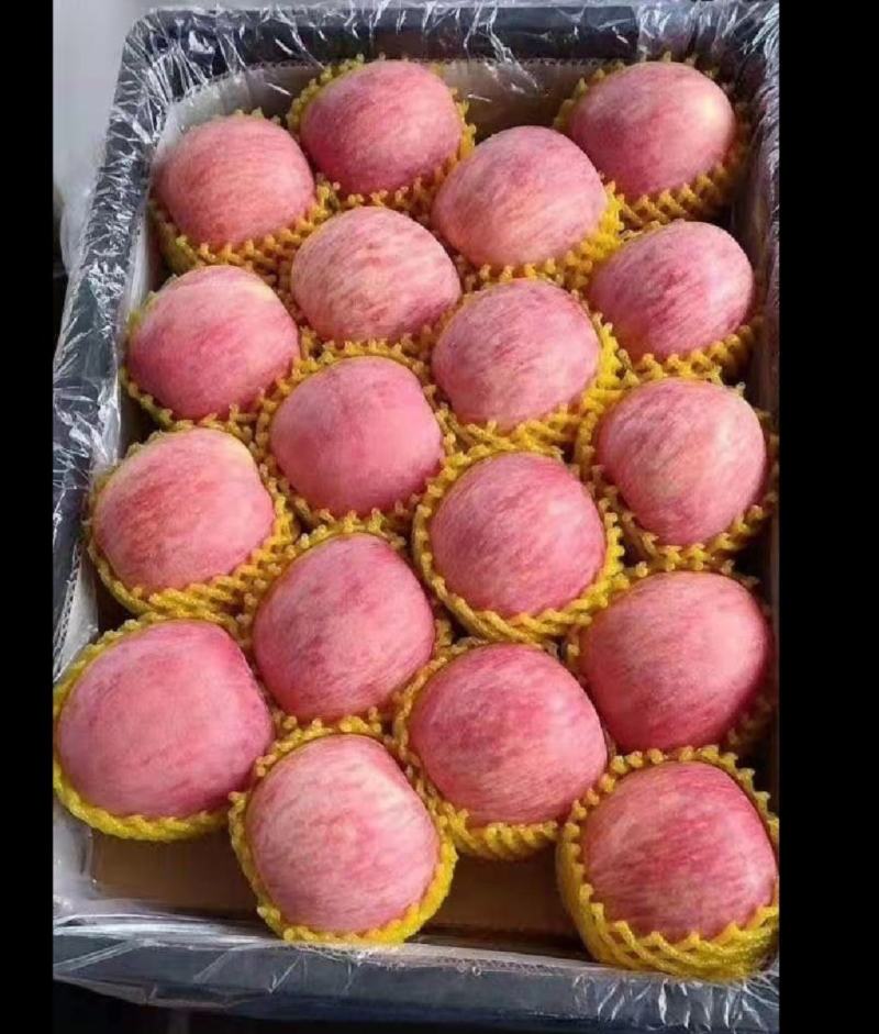[推荐商家]红富士苹果产地，果园现采摘，口感脆甜常年供应