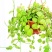 玉荷包吊兰盆栽多肉植物室内长藤垂吊爬藤青蛙藤爱元果花卉