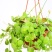 玉荷包吊兰盆栽多肉植物室内长藤垂吊爬藤青蛙藤爱元果花卉