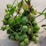 玉荷包吊兰盆栽多肉植物室内长藤垂吊爬藤青蛙藤爱元果花卉
