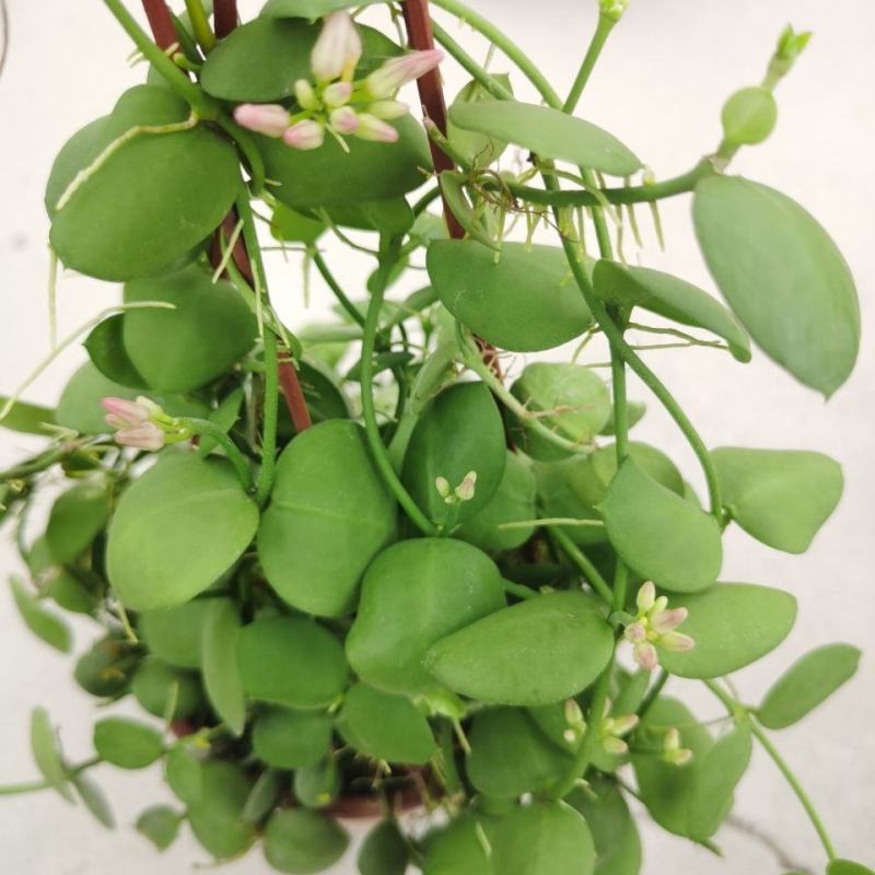 玉荷包吊兰盆栽多肉植物室内长藤垂吊爬藤青蛙藤爱元果花卉