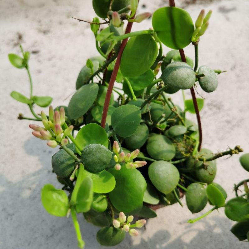 玉荷包吊兰盆栽多肉植物室内长藤垂吊爬藤青蛙藤爱元果花卉