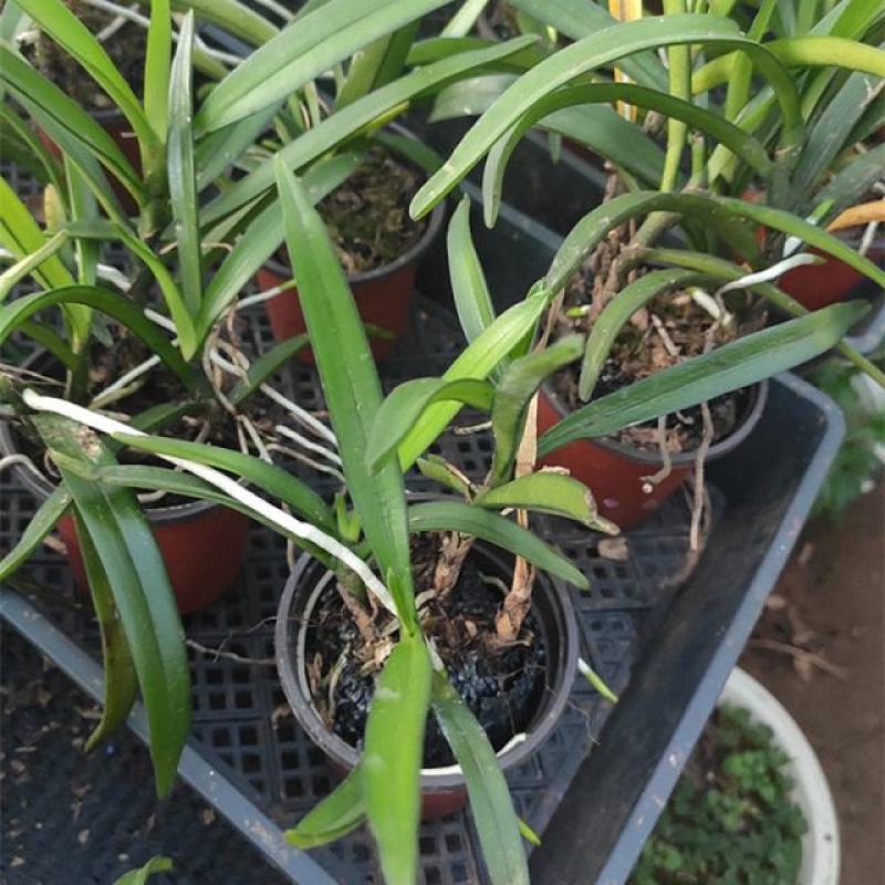 香花美玲固唇兰花花苗花卉盆景植物室内绿植易开花易养活