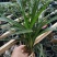 香花美玲固唇兰花花苗花卉盆景植物室内绿植易开花易养活