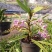 香花美玲固唇兰花花苗花卉盆景植物室内绿植易开花易养活