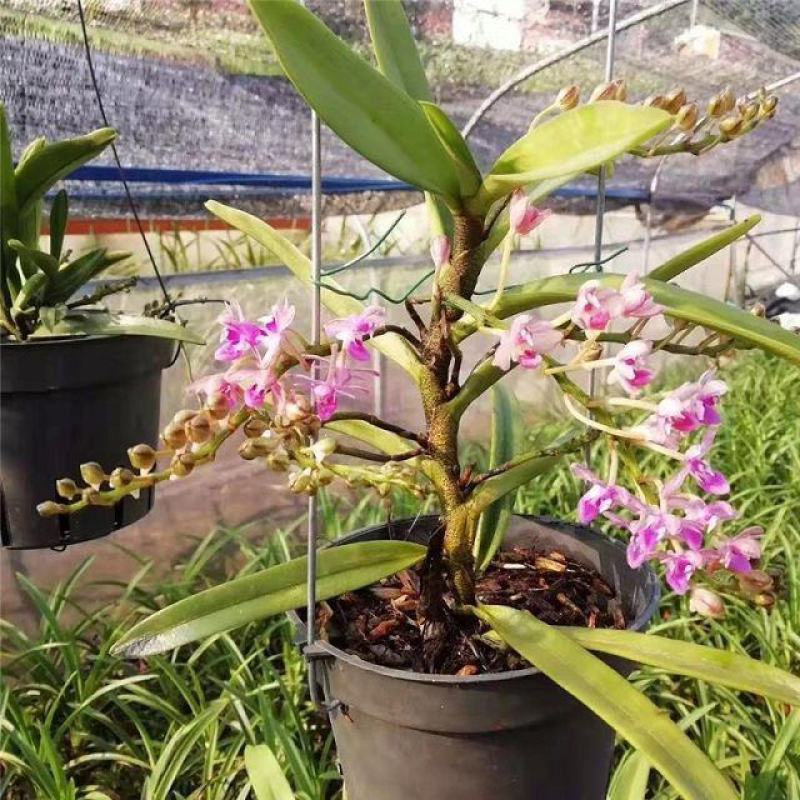 香花美玲固唇兰花花苗花卉盆景植物室内绿植易开花易养活