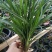 香花美玲固唇兰花花苗花卉盆景植物室内绿植易开花易养活