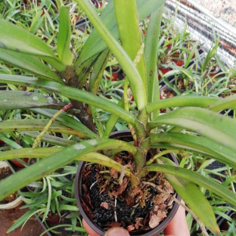 香花美玲固唇兰花花苗花卉盆景植物室内绿植易开花易养活