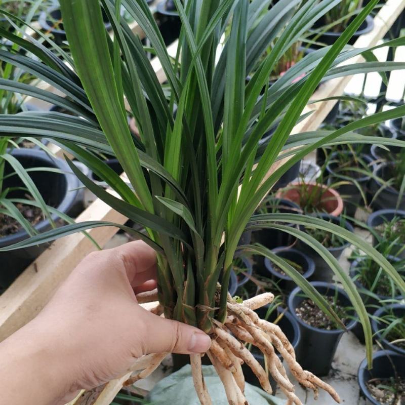香花美玲固唇兰花花苗花卉盆景植物室内绿植易开花易养活