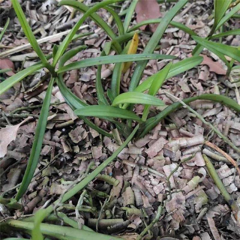 香花美玲固唇兰花花苗花卉盆景植物室内绿植易开花易养活