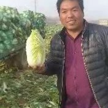 河南娃娃菜大量上市，产地直发价格优惠欢迎来电