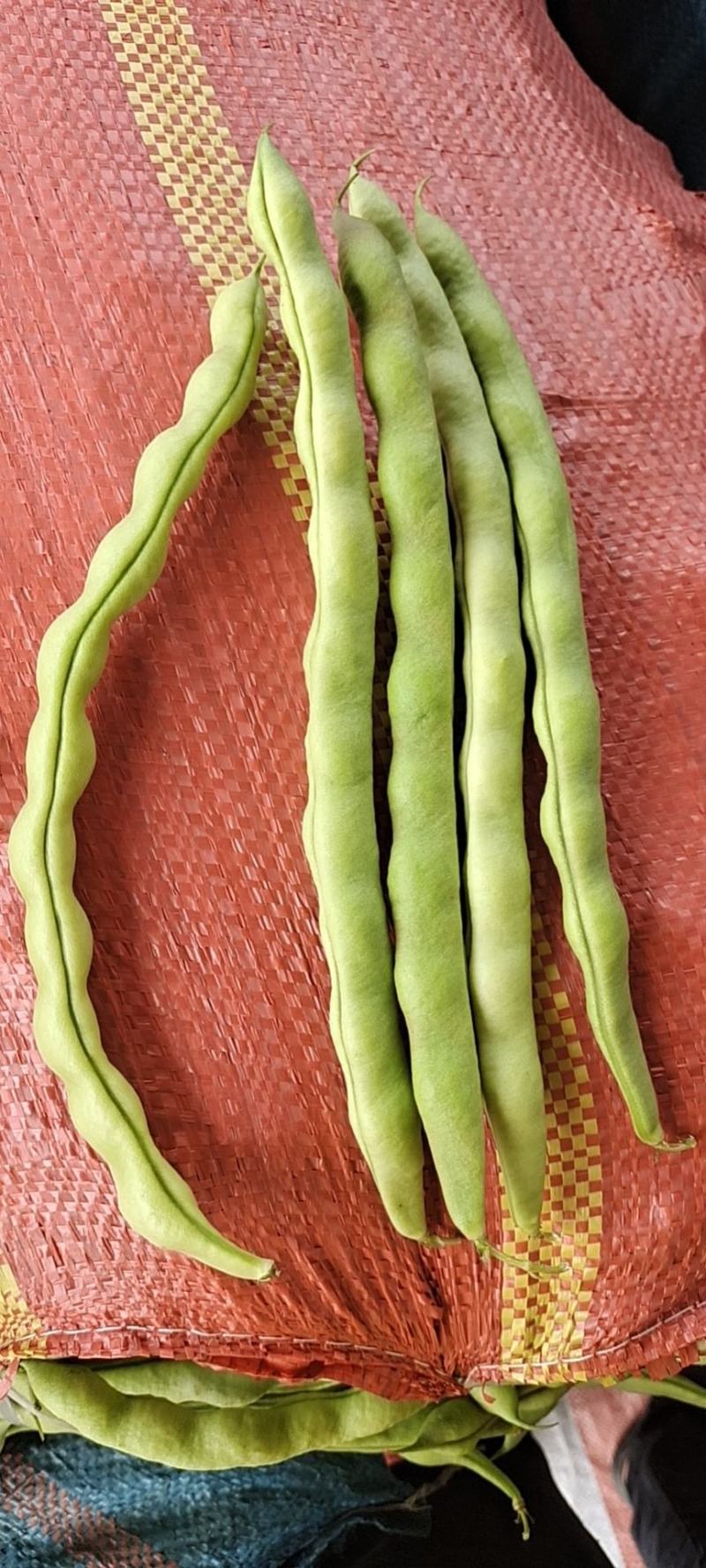 云南大青豆大量供应