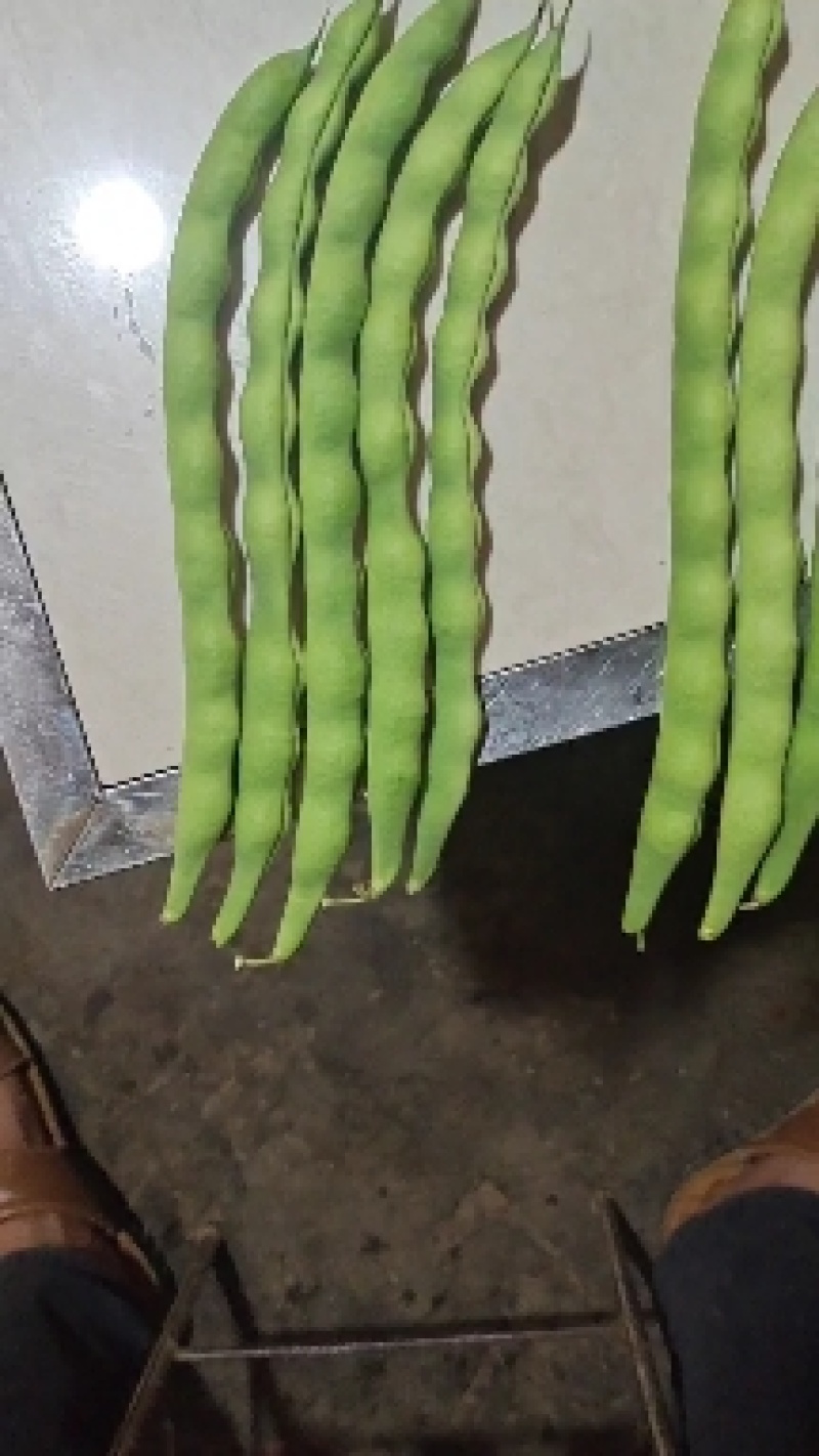 云南大青豆大量供应