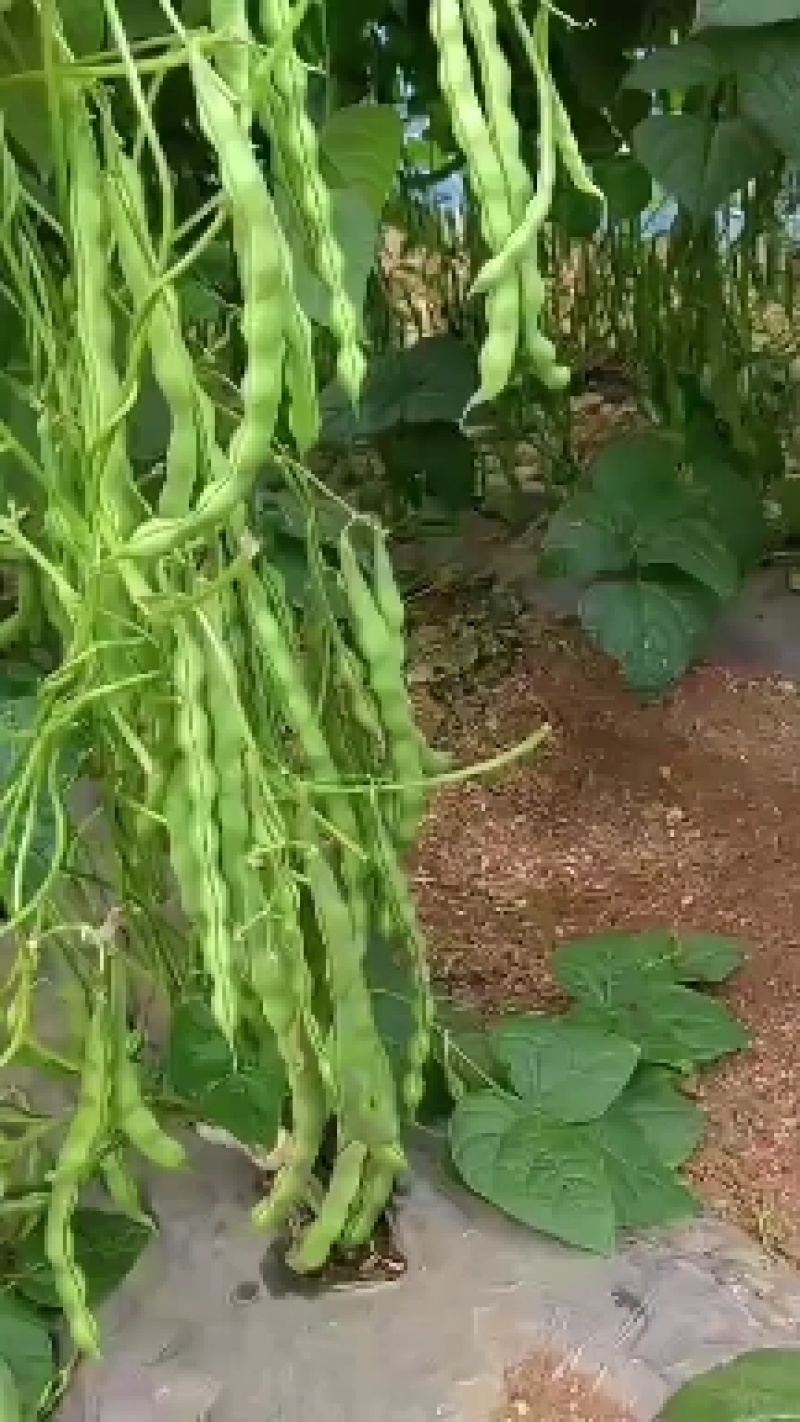云南大青豆大量供应