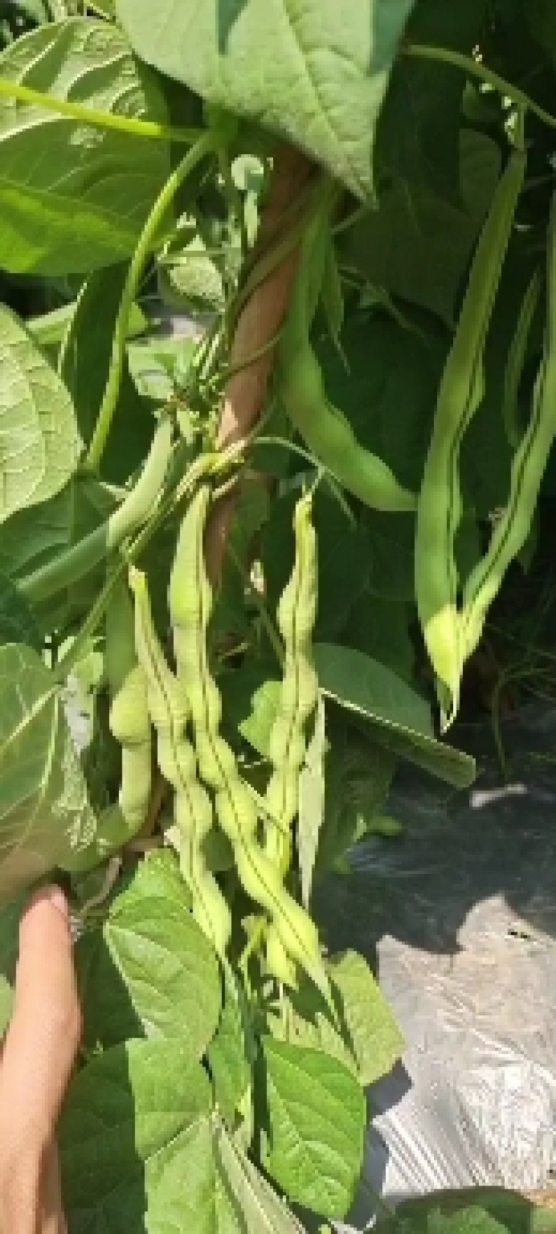 云南大青豆大量供应