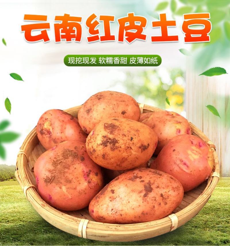 迷你土豆云南红皮黄心粉糯小土豆农家自种新鲜蔬菜非富硒马