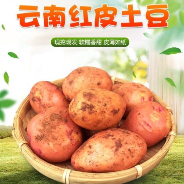 迷你土豆云南红皮黄心粉糯小土豆农家自种新鲜蔬菜非富硒马