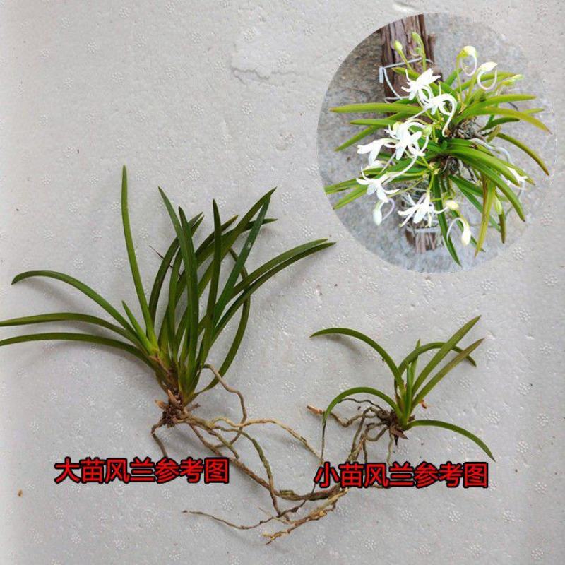 风兰苗富贵兰花浓香风兰苗附生兰洋兰花盆栽假山园艺缸吊兰卉