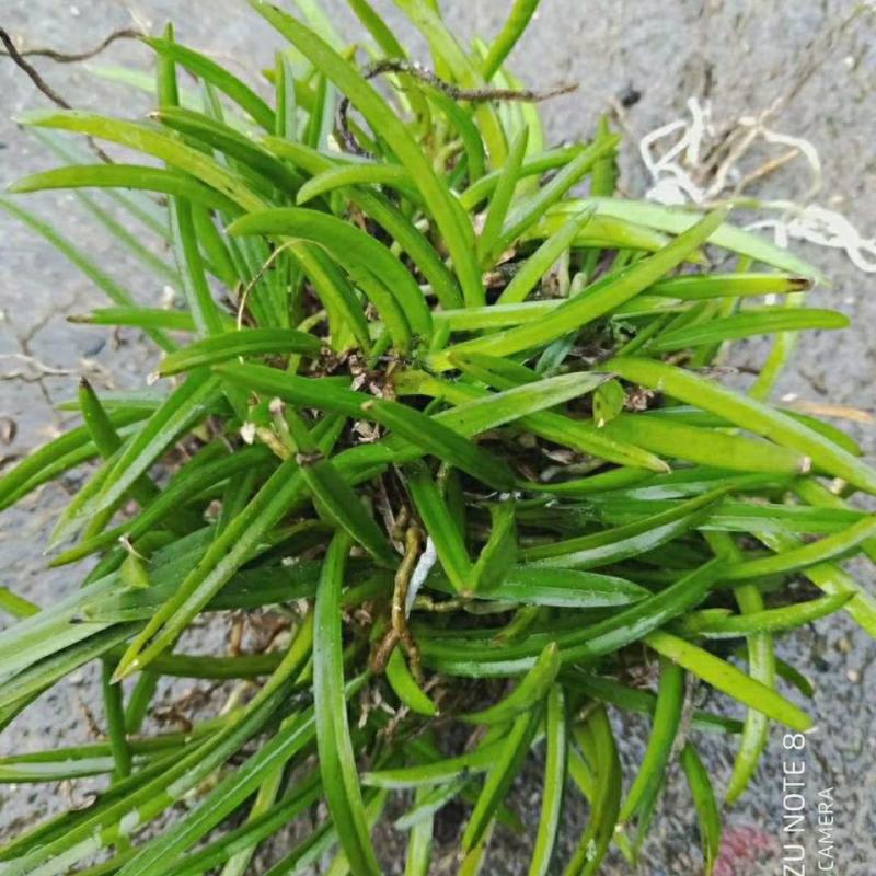 风兰苗富贵兰花浓香风兰苗附生兰洋兰花盆栽假山园艺缸吊兰卉