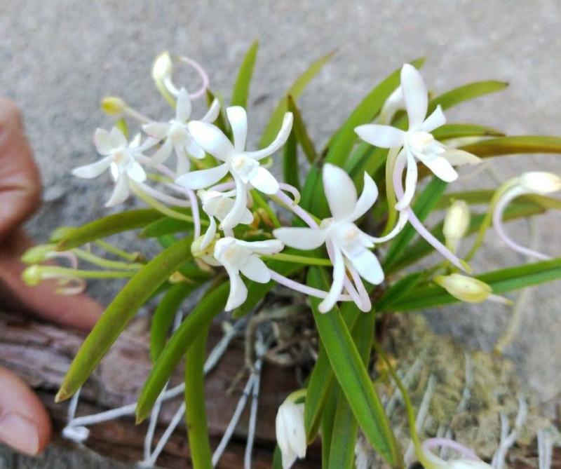 风兰苗富贵兰花浓香风兰苗附生兰洋兰花盆栽假山园艺缸吊兰卉