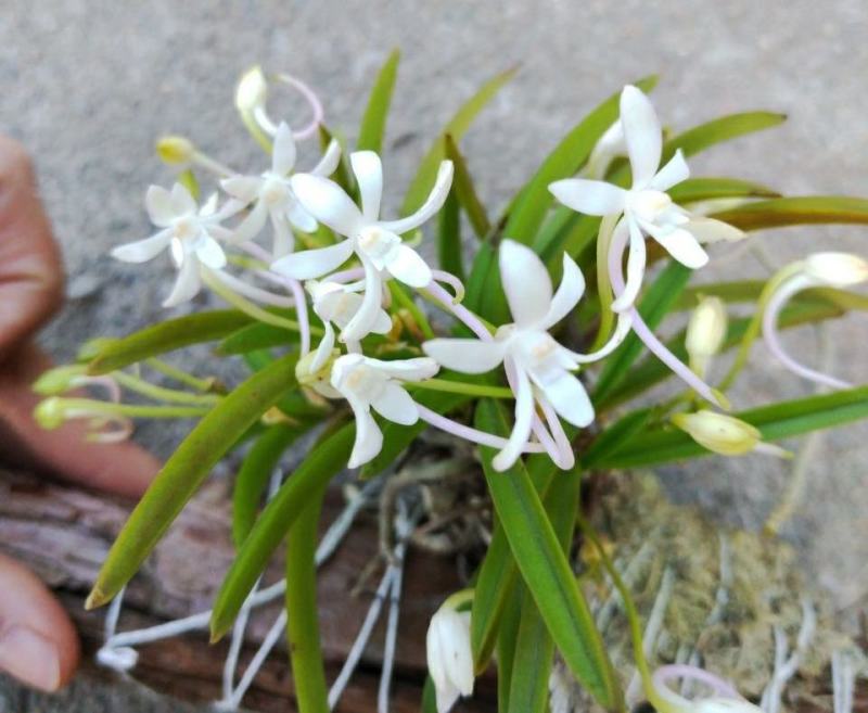 风兰苗富贵兰花浓香风兰苗附生兰洋兰花盆栽假山园艺缸吊兰卉
