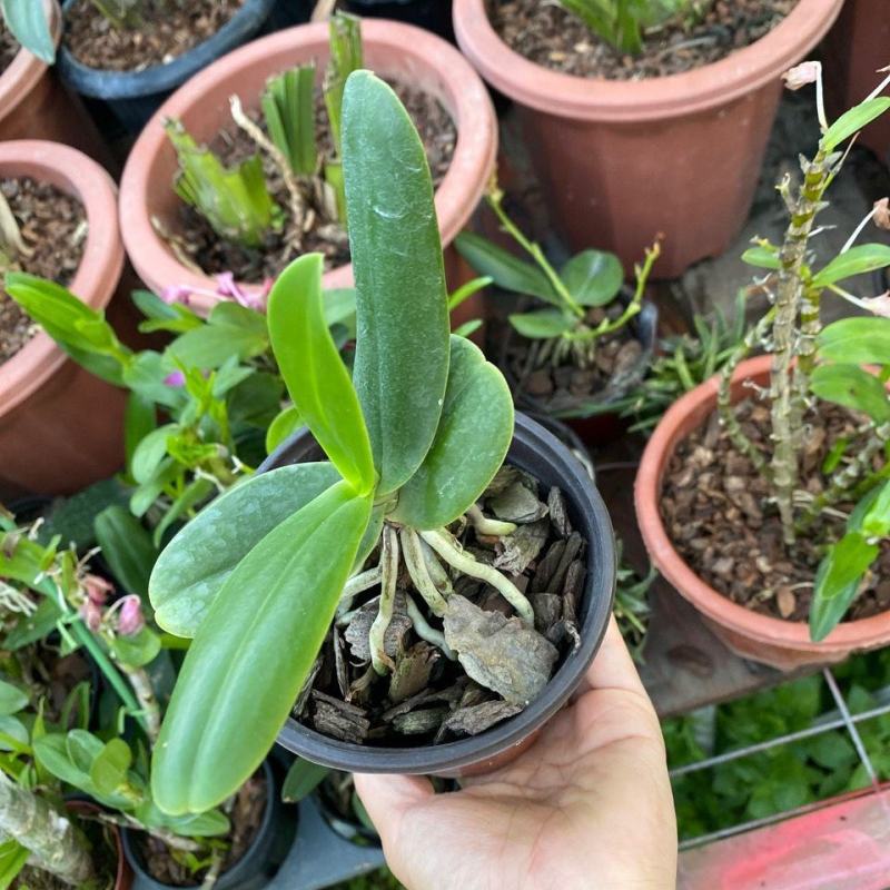 风兰苗富贵兰花浓香风兰苗附生兰洋兰花盆栽假山园艺缸吊兰卉