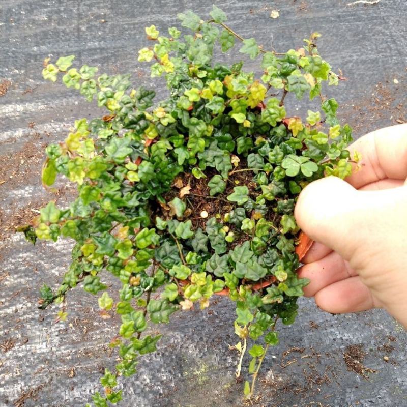 掌叶薜荔袖珍迷你爬藤室内外花卉热带雨林缸背景板植物