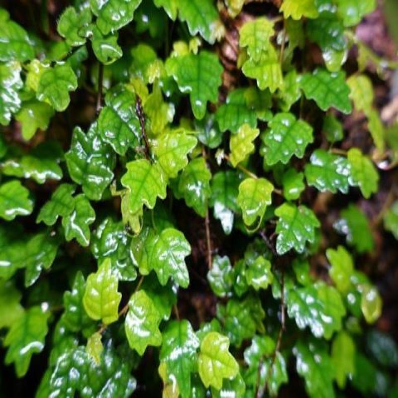 掌叶薜荔袖珍迷你爬藤室内外花卉热带雨林缸背景板植物