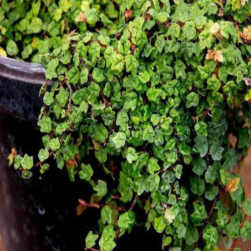 掌叶薜荔袖珍迷你爬藤室内外花卉热带雨林缸背景板植物