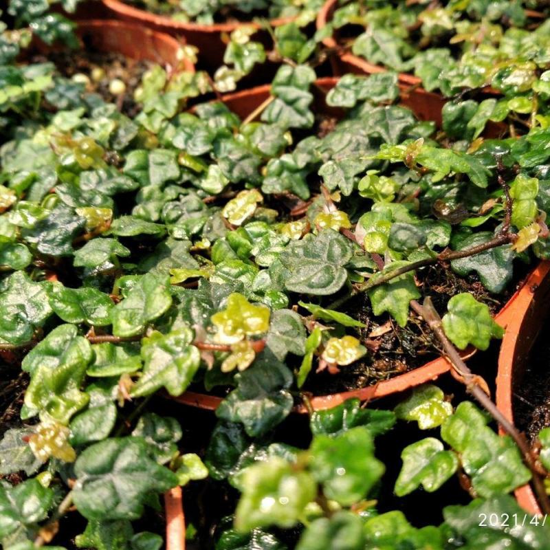 掌叶薜荔袖珍迷你爬藤室内外花卉热带雨林缸背景板植物