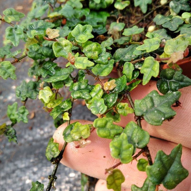 掌叶薜荔袖珍迷你爬藤室内外花卉热带雨林缸背景板植物