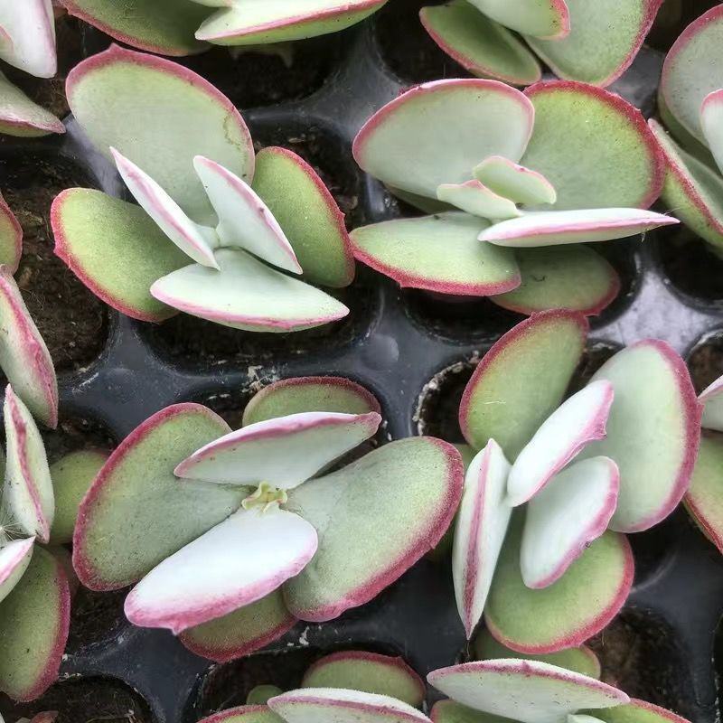 白眉多肉植物盆栽稀有贵货肉肉绿植花卉桌面阳台趣味盆栽