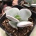 白眉多肉植物盆栽稀有贵货肉肉绿植花卉桌面阳台趣味盆栽