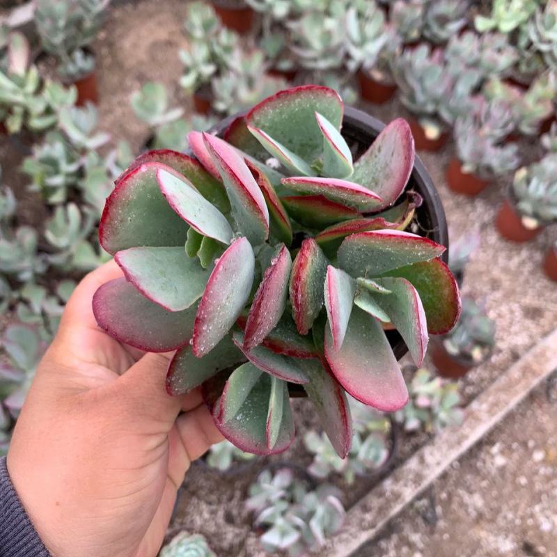 白眉多肉植物盆栽稀有贵货肉肉绿植花卉桌面阳台趣味盆栽