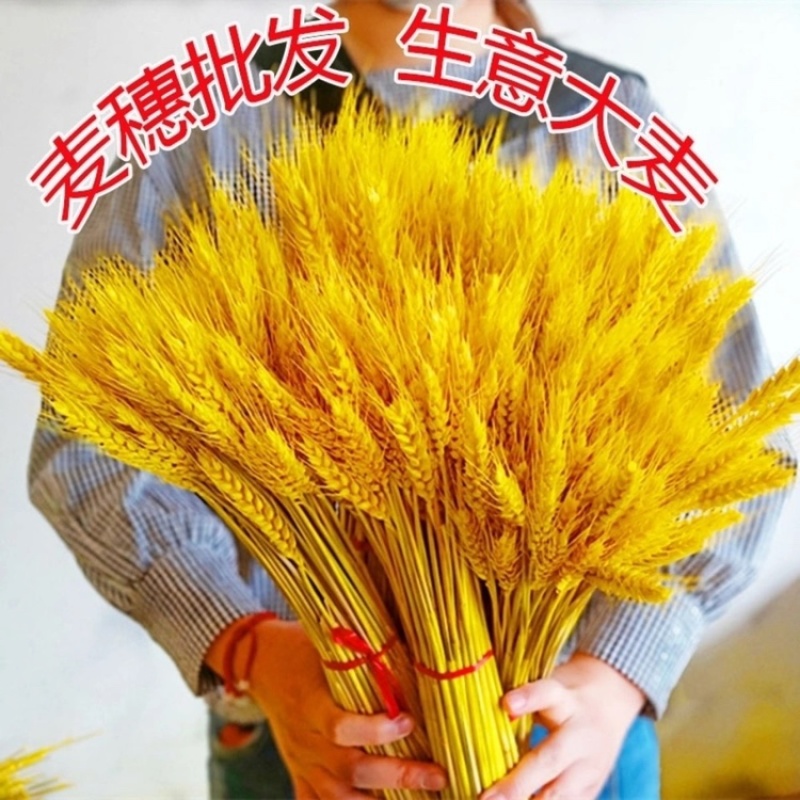 天然麦穗干花花束开业大麦田园装饰礼品干花真花麦子