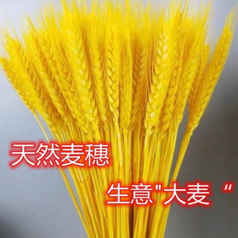 天然麦穗干花花束开业大麦田园装饰礼品干花真花麦子