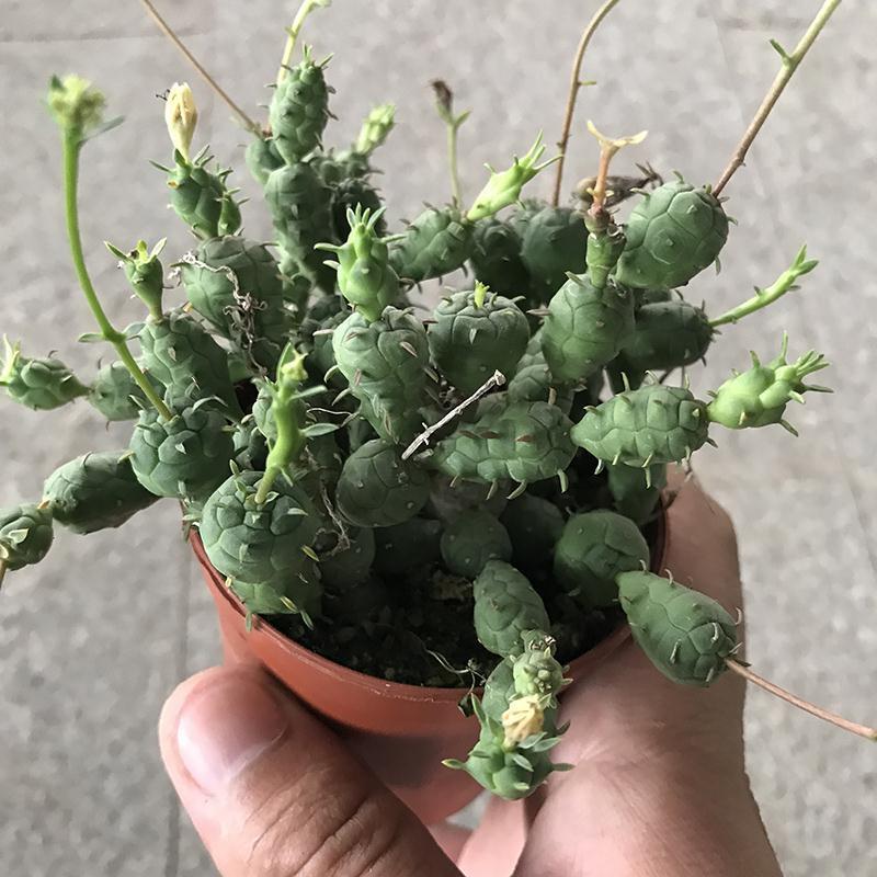 鱼鳞宝群生大戟科可爱精美多肉植物吸收仙人球盆栽花卉