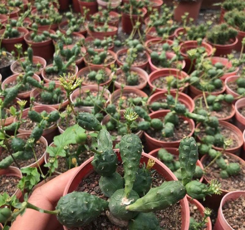 鱼鳞宝群生大戟科可爱精美多肉植物吸收仙人球盆栽花卉