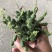 鱼鳞宝群生大戟科可爱精美多肉植物吸收仙人球盆栽花卉