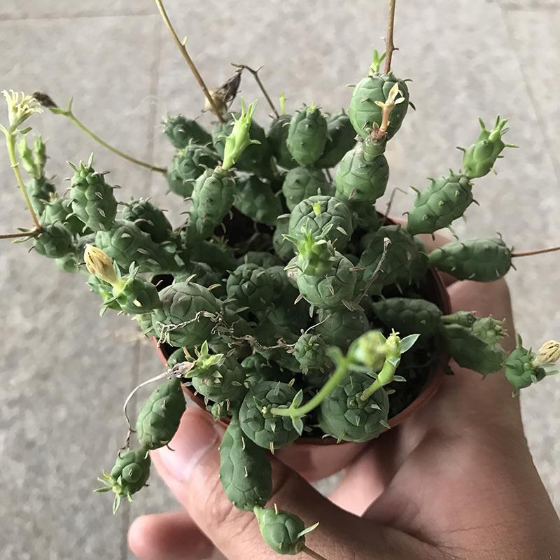 鱼鳞宝群生大戟科可爱精美多肉植物吸收仙人球盆栽花卉