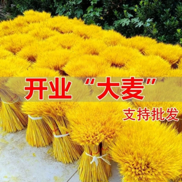 天然麦穗干花花束开业大麦田园装饰礼品干花真花麦子