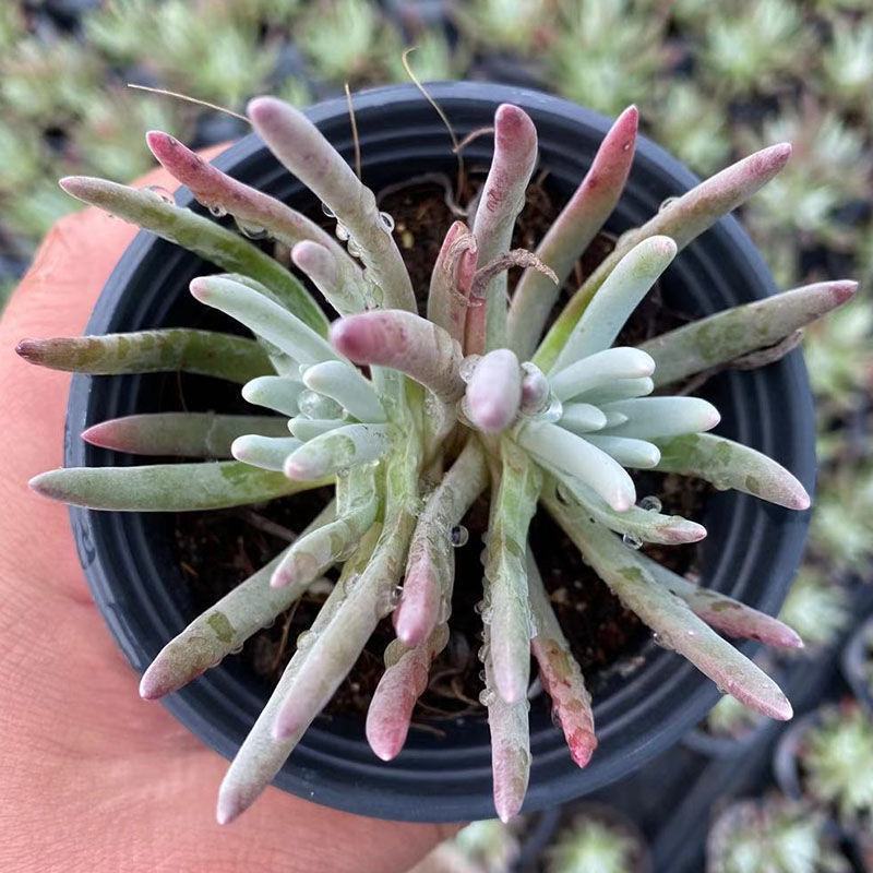 爱杜丽丝仙女杯多肉植物小老桩杆子阳台桌面美观趣味小盆栽