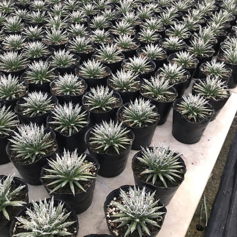 树冰霸气龙舌兰乱雪龙舌兰绿植沙漠景观植物多肉